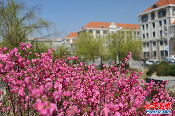 青岛高校里的春日美景 媲美中山公园(图)|青岛